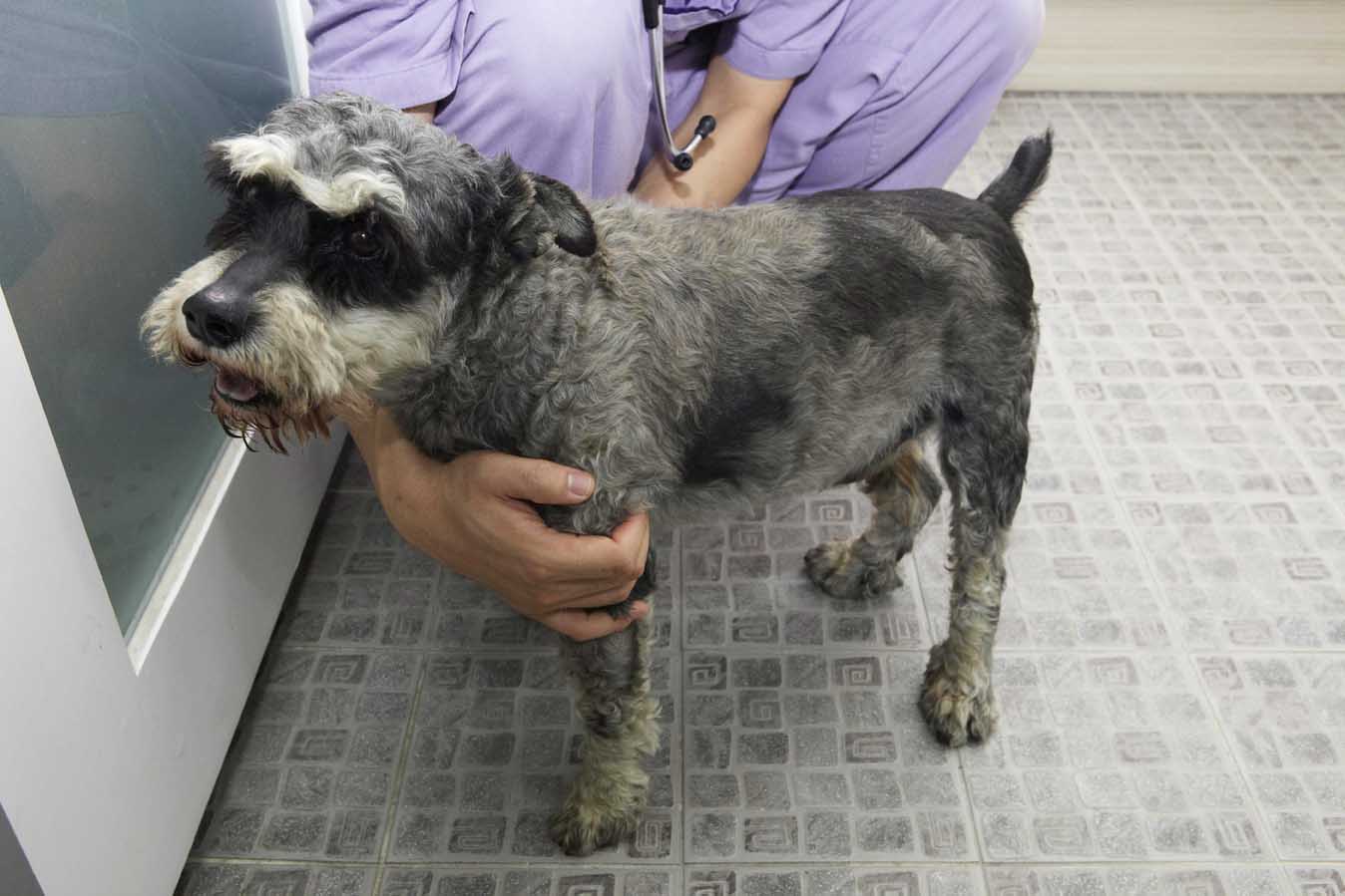 마포구성산동 슈나우저 발견