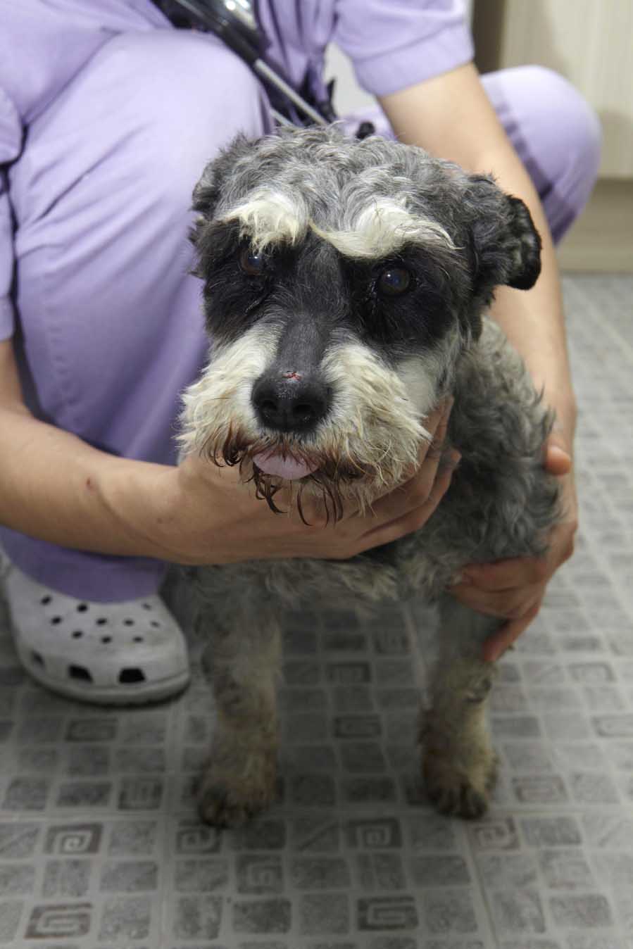 마포구성산동 슈나우저 발견