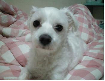 7/1(금) 밤에 잃어버린 수컷 말티즈 찾습니다. (이태원2동)|