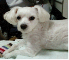 7/1(금) 밤에 잃어버린 수컷 말티즈 찾습니다. (이태원2동)|