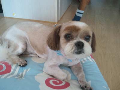 11살 시츄 몽이를 찾아요ㅠㅜ