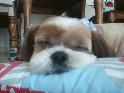 11살 시츄 몽이를 찾아요ㅠㅜ