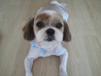 11살 시츄 몽이를 찾아요ㅠㅜ