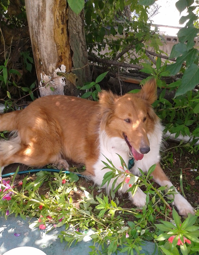 콜리종(여)을 보호하고있습니다(경기 김포)