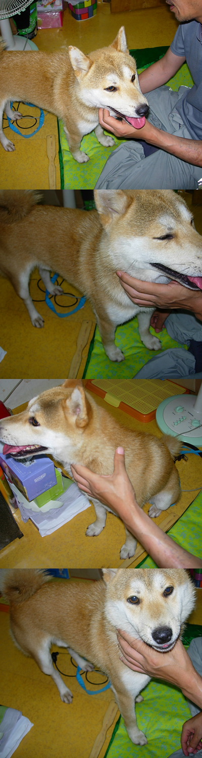 서울 동작구 본동 (9호선 노들역) 진돗개?황구?아키다? 보호중입니다.