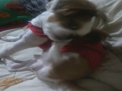 서울 성동구 성수동부근 시츄 수컷 찾습니다