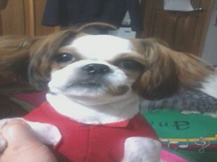 서울 성동구 성수동부근 시츄 수컷 찾습니다