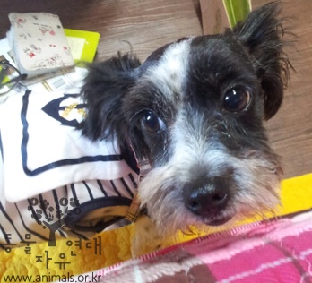 [D11-049관외] 상한 음식을 먹으며 살던 서창이를 가족으로 맞아주세요.