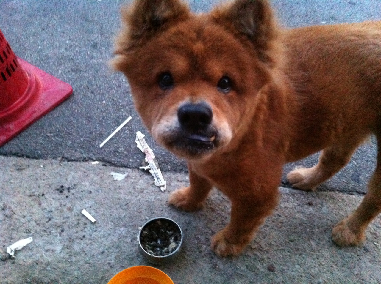 차우차우 비슷한 강아지 잃어버리신분