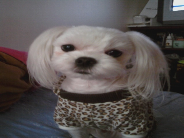 관악구 봉천동 신림동 근처에서 말티즈 수컷 찾아주세요.