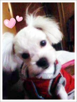 관악구 봉천동 신림동 근처에서 말티즈 수컷 찾아주세요.