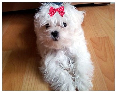 관악구 봉천동 신림동 근처에서 말티즈 수컷 찾아주세요.