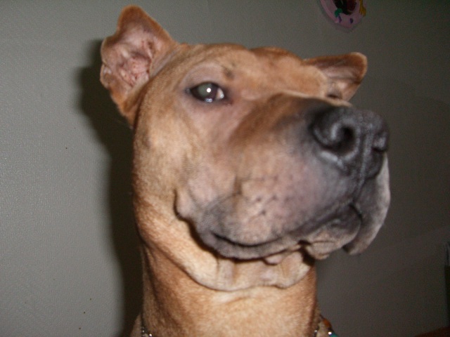 샤페이12세남아찾아요