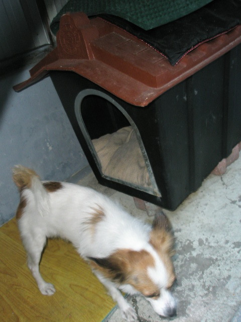 안산시 일동에서 잃어버렸어요ㅜㅜ