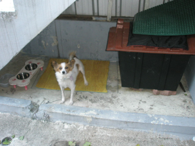 안산시 일동에서 잃어버렸어요ㅜㅜ