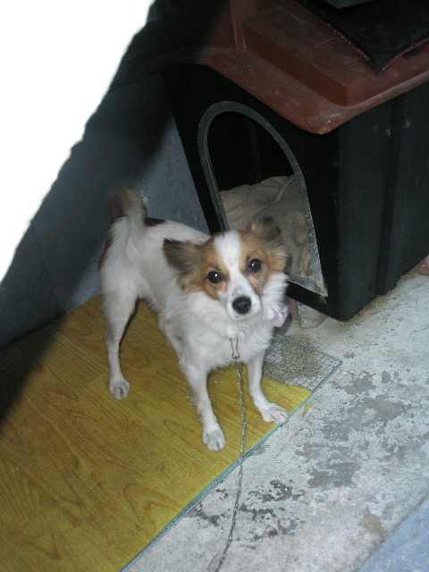 안산시 일동에서 잃어버렸어요ㅜㅜ