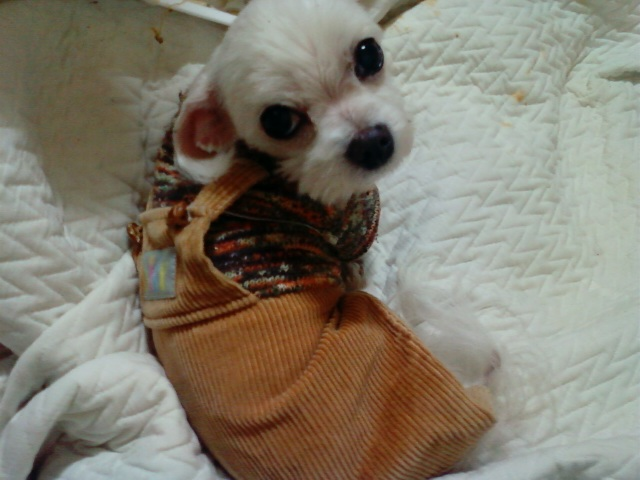 서울시 강서구 화곡1동 강아지를 잃어버렸어요 ㅠㅠ