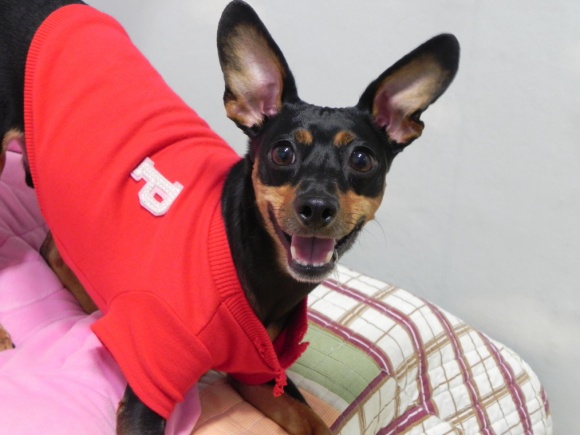 미니핀 남자아이 제발 좀 찾아주세요..