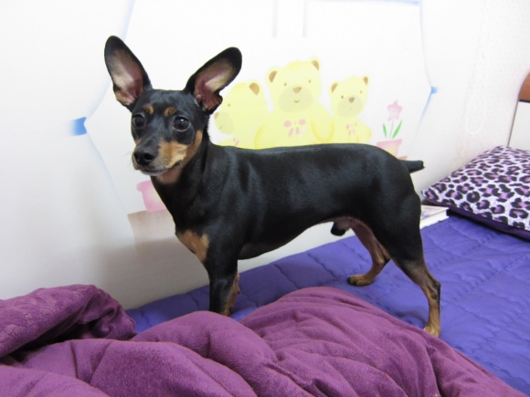 미니핀 남자아이 제발 좀 찾아주세요..