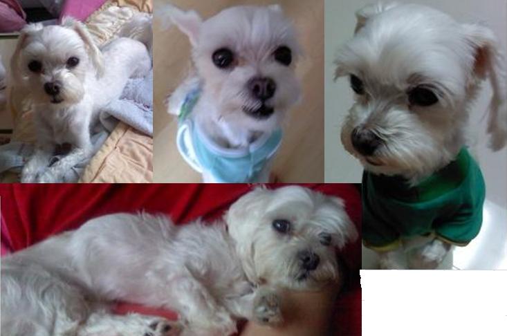 4.19사거리(서울 수유동)강아지를 찾습니다 