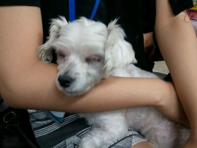 부천시 오정구 오정동-유기견 보호하고 있습니다.