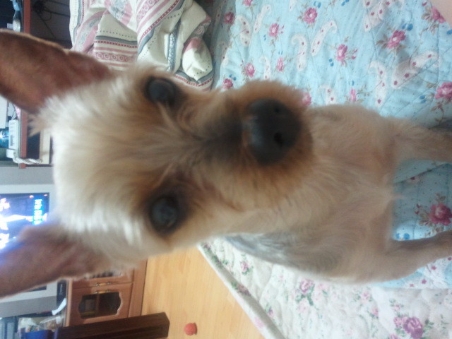 서울 사당역 근처에서 요크셔테리어 은비를 잃어버렸습니다 ㅜ