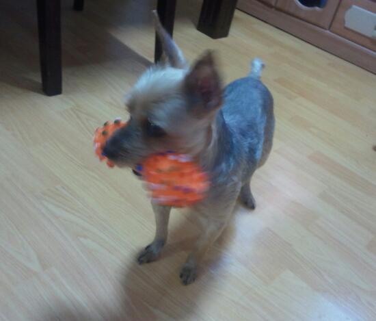 서울 사당역 근처에서 요크셔테리어 은비를 잃어버렸습니다 ㅜ