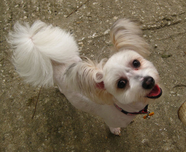 안양시 동안구 평촌/호계/안양 믹스견 찾아요 