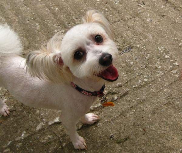 안양시 동안구 평촌/호계/안양 믹스견 찾아요 