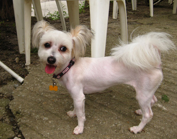 안양시 동안구 평촌/호계/안양 믹스견 찾아요 