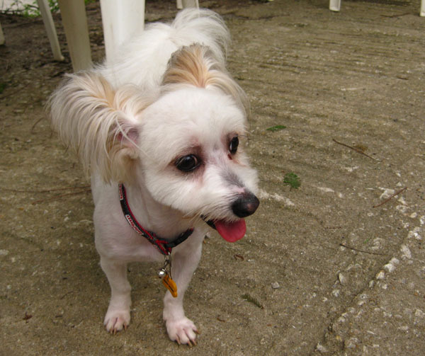 안양시 동안구 평촌/호계/안양 믹스견 찾아요 