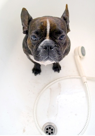 수원 세류3동 프렌치불독찾아요...