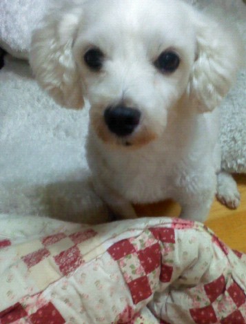 수원 율전동에서 믹스견남아 잃어버렸습니다..