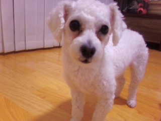 경기평택송탄점촌MS마트 흰색푸들여아