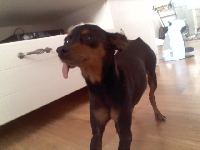 미니핀 여아 보호중에요