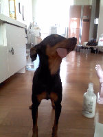 미니핀 여아 보호중에요