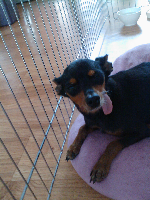 미니핀 여아 보호중에요