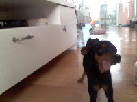 미니핀 여아 보호중에요