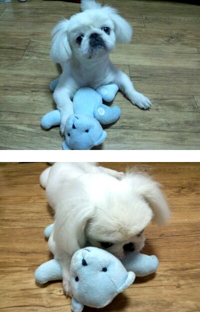 대전 정림동 삼정아파트부근에서 흰색 패키니즈보신분..찾아주세요..ㅜㅠ