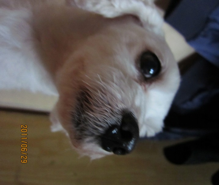 수원시 율전동 흰색강아지 보신분 계세요...?