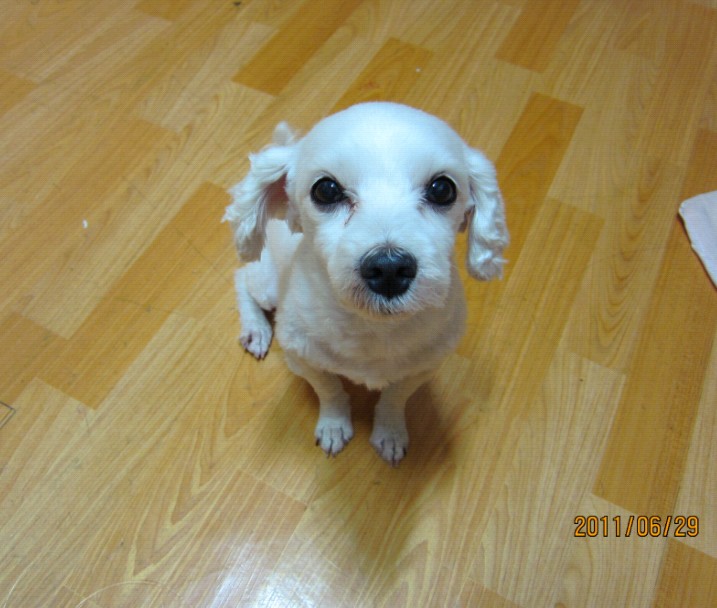 수원시 율전동 흰색강아지 보신분 계세요...?