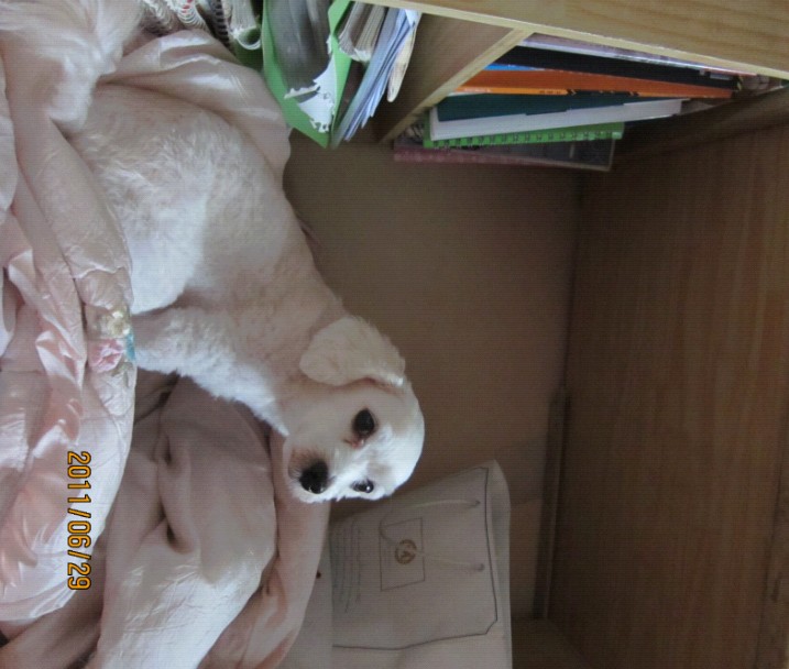 수원시 율전동 흰색강아지 보신분 계세요...?