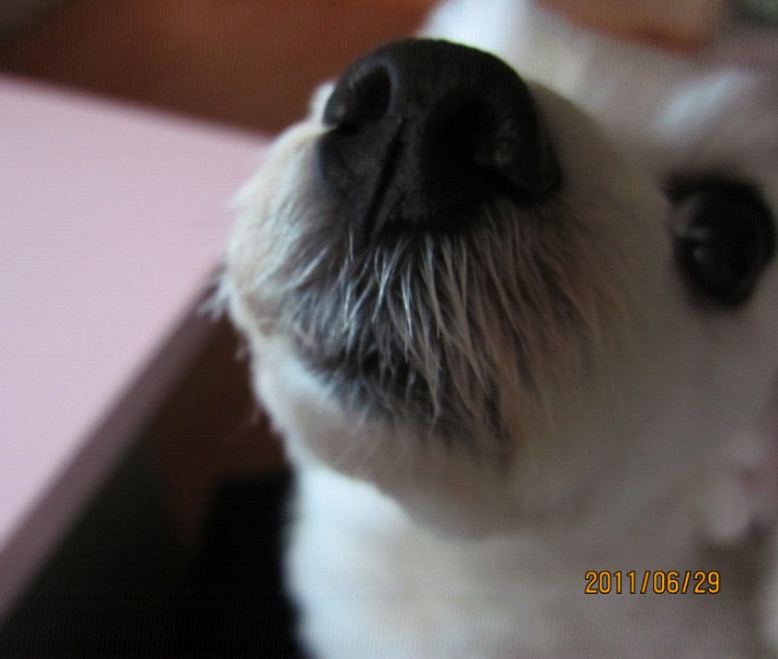 수원시 율전동 흰색강아지 보신분 계세요...?