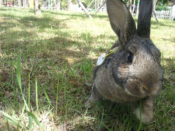 영등포구 대림동 잿빛털 토끼를 찾습니다.