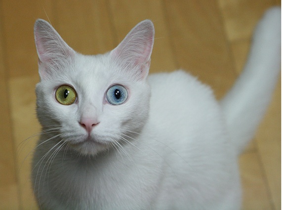 7/11 10:30pm 올림픽대교에서 고양이를 잃어버렸습니다.