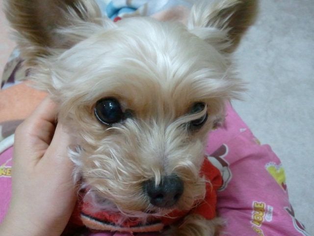 잃어버린 요크셔 테리어를 찾고 있어요