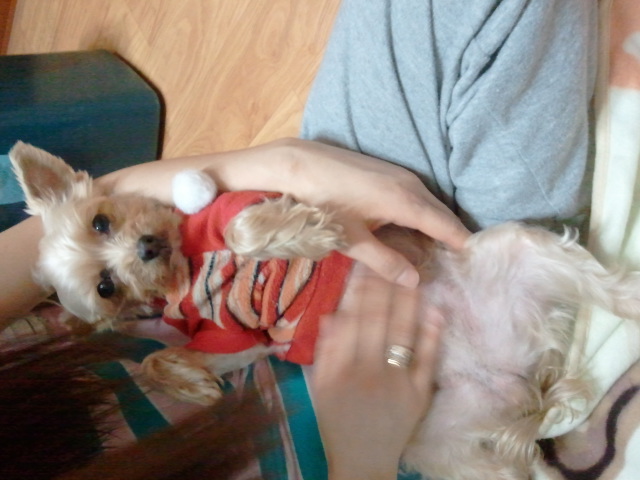 잃어버린 요크셔 테리어를 찾고 있어요