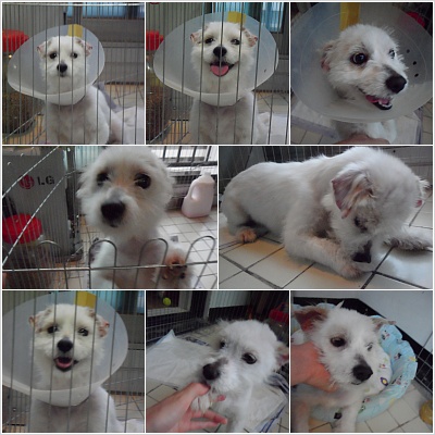 말티즈 보호하고있습니다