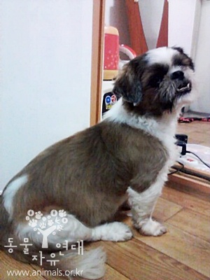 [D11-056관외] 다시는 파양되지 않도록 짱돌이를 책임져 주실 분을 찾습니다.