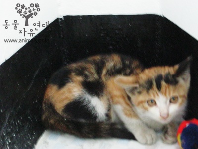 [D11-057관외] 맨홀에서 구조된 아기 고양이의 가족을 찾아요~